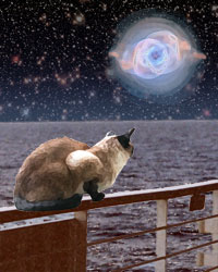 Cat, waves, and nebula.